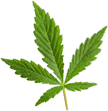 https://icannapay.co.uk/wp-content/uploads/2018/12/marijuana_leaf.png